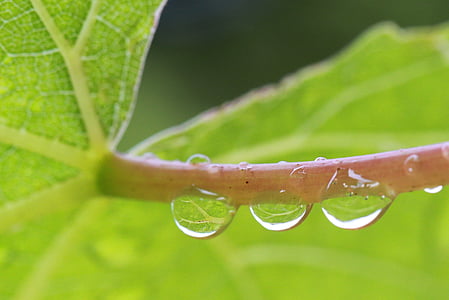 vine, drip drops of rain, mirroring, magnification, water, nature, wet
