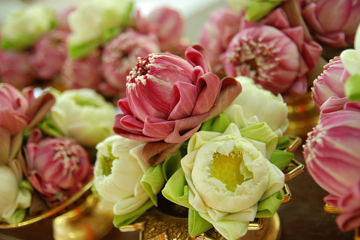 Lotus, λουλούδια, ανθισμένα, ροζ, λευκό, άνθη, ανθίζει