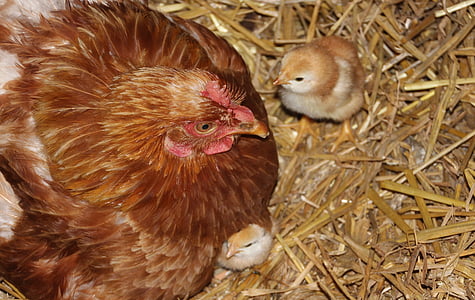 pollastre, gallina, pollets, aviram, amb encant, animal, suau i esponjosa