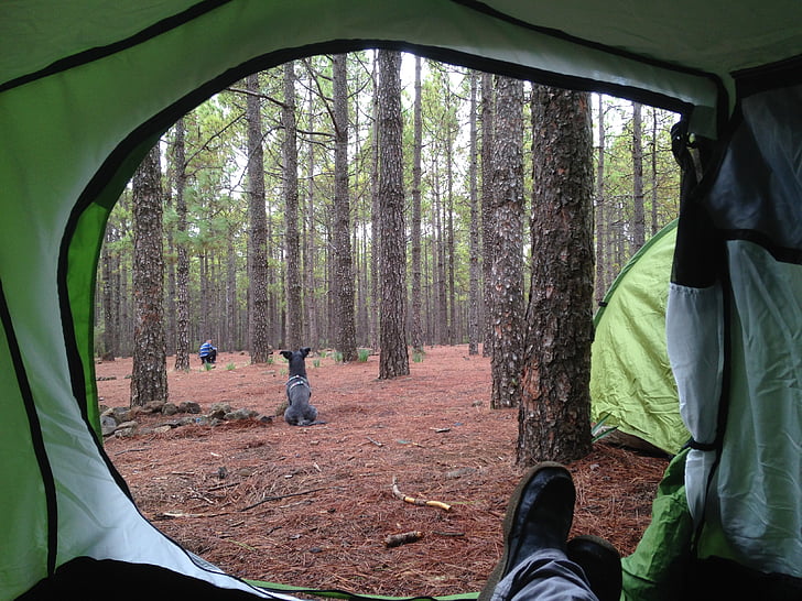 Camping, feltet, messe, natur, landlig, skog, Vinter