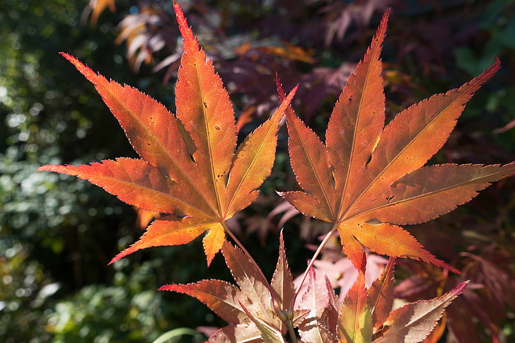 листя, барвистий, колір, Японська Клен, помаранчевий, червоний, коричневий