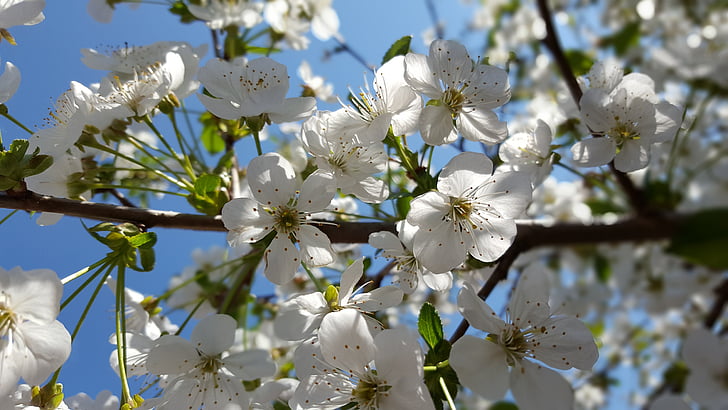 árbol de cerezo, flores de cerezo, árbol de floración