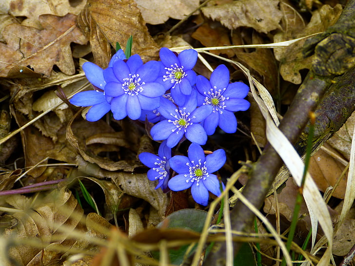 jetrnik, cvet, cvet, Hepatica nobilis, zlatičevke, Ranunculaceae., cvet, vetrnica