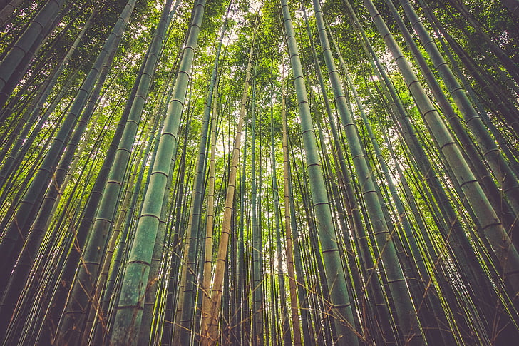 bambu, pohon, foto, pohon, hutan, hutan, alam