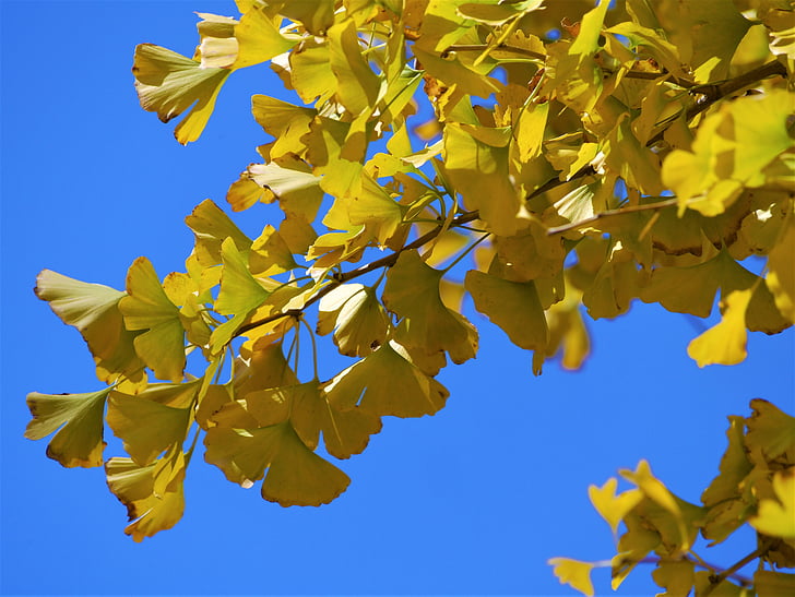 fulles grogues, arbre de Gingko, arbre de falzia, vermell, Huang, verd, blau