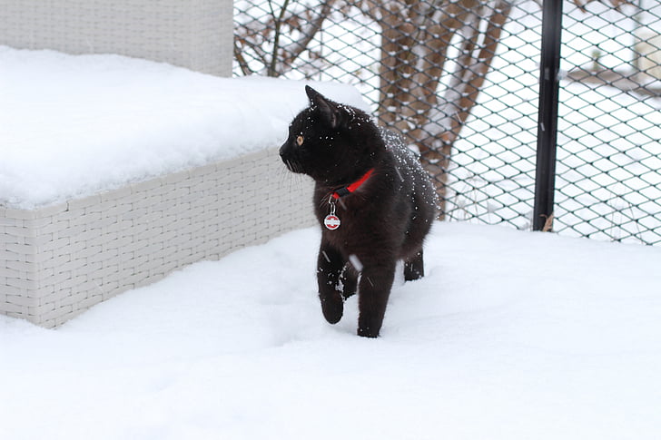 кошка, снег, Домашняя кошка, животное, Mieze, Adidas