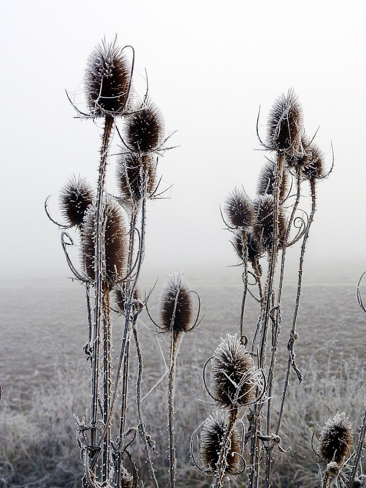 thistles, cold, gel, ice, frost, nature, sky