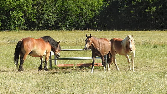 horses, cold blooded animals, pasture, meadow, trees, animals, mammals