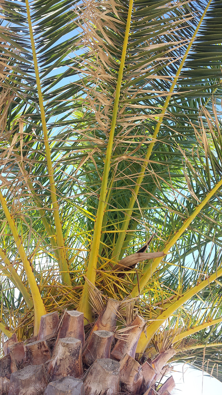 palm, beach, rest, nature, leaf, tree, tropical Climate