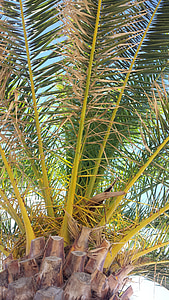 Palm, пляж, відпочинок, Природа, лист, дерево, тропічний клімат