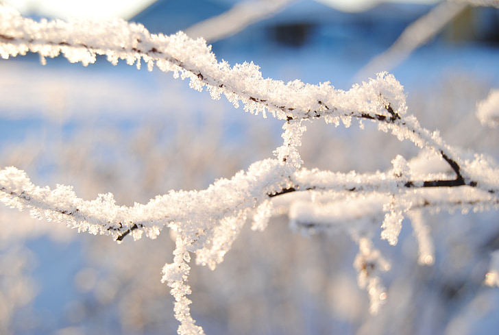 snow, cold, winter, sweden, branch, frozen