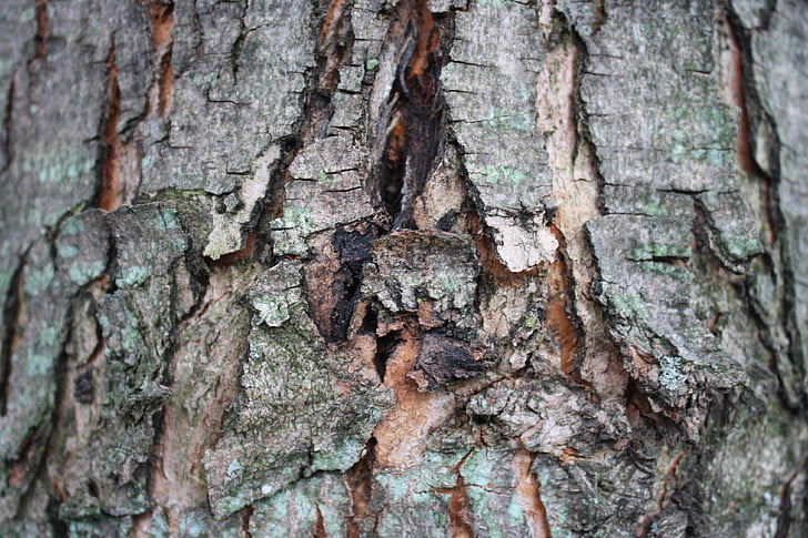 bark, treet, tre, utendørs, grov, brutt, natur