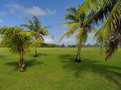 Guam, cielo, nubes, Palmas, árboles de Palma, hierba, montañas