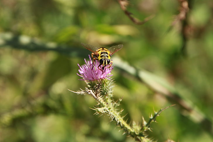 Bee, svart, blommor, randig, tistel, getingar, gul