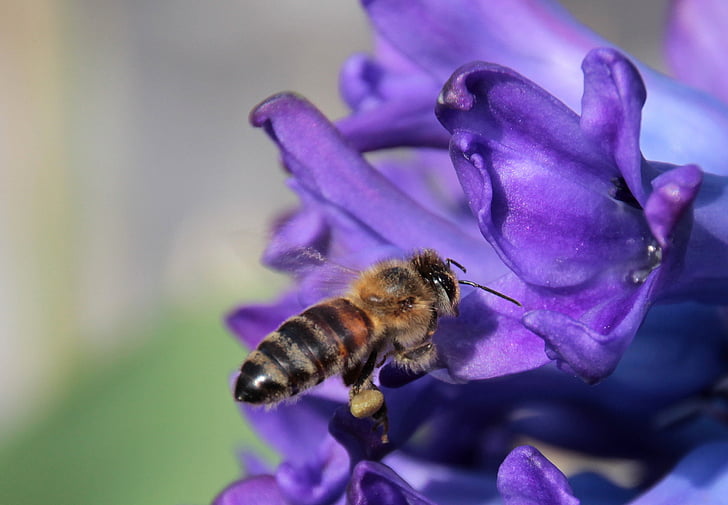 bee, insect, honey bee, fly, on approach, nectar, blossom
