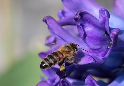 mehiläinen, hyönteinen, mehiläinen, lentää, lähestymistavasta, Mesi, Blossom