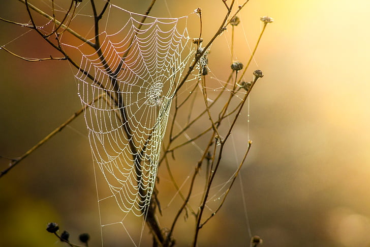 cobweb, dew, nature, moist, autumn, network, morgentau