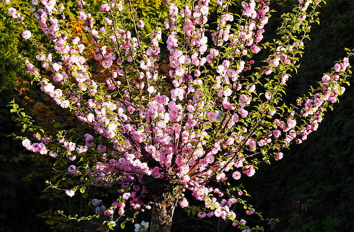 mandlový květ, Okrasný keř, zahrada, květiny, frühlingsanfang, mandelbaeumchen, růžová