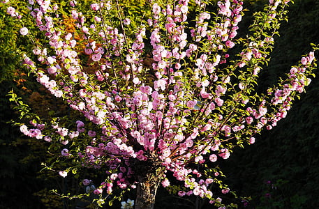 migdolų žydėjimas, dekoratyvinis krūmas, sodas, gėlės, frühlingsanfang, mandelbaeumchen, rožinė