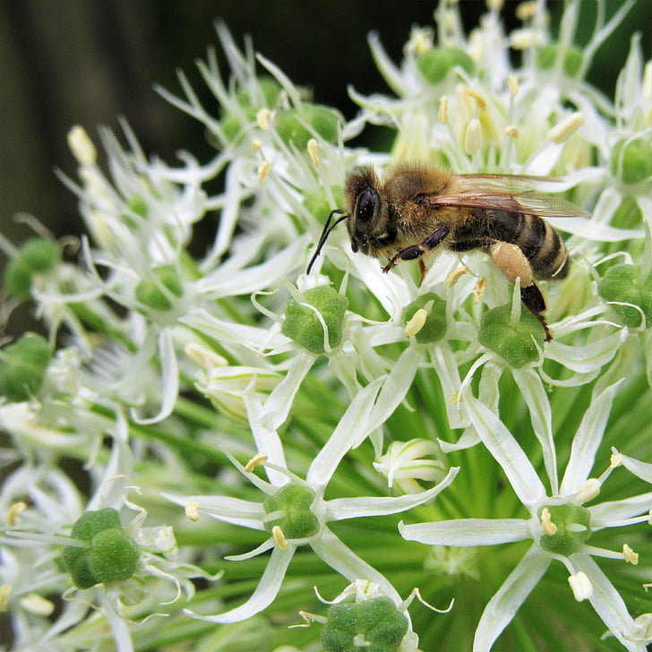 bee, ornamental onion, pollination, pollen, honey bee, pollen panties, garden