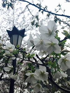 Nanjing, jimingsi, balises de cerisiers en fleurs avec séparées par une virgule