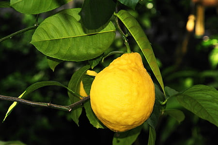 Лимон, фрукты, витамины, Ботанический Сад, цитрусовые, лист, свежесть