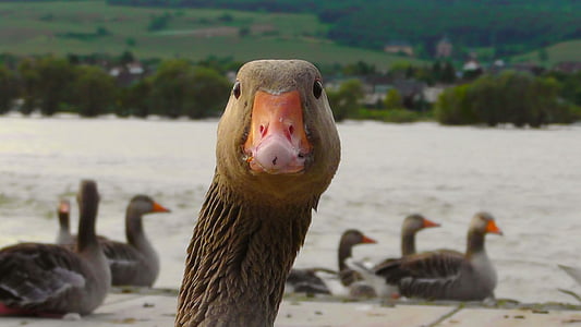 beak, bill, bird, eyes, goose, head, plumage
