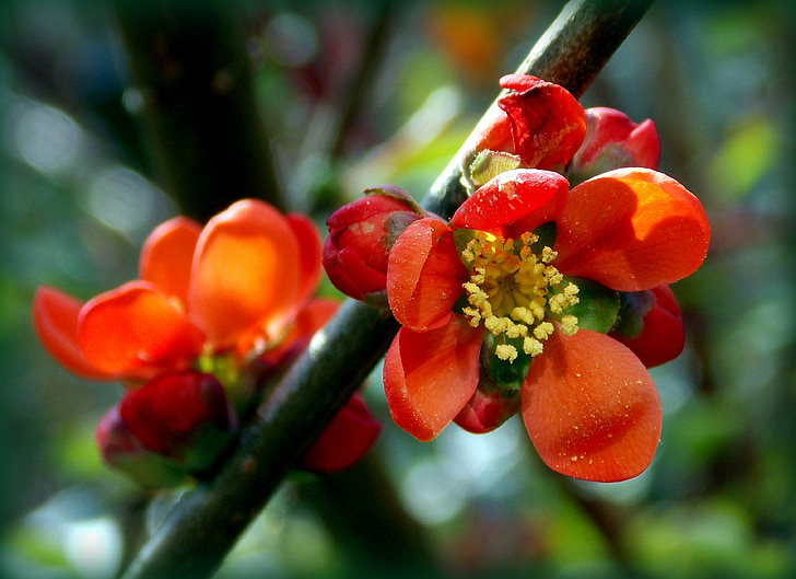 marmelo ornamental japonesa, marmelo ornamental, rosa com efeito de estufa, flores, laranja vermelha, Bush, arbusto ornamental
