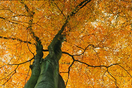 Baum, Natur, Fall