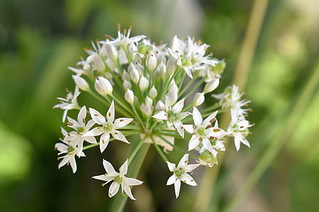 plant, white, garlic, garden, nature, flower, close-up