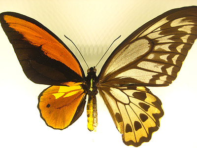 papillon, nature, brillant, orange, insecte