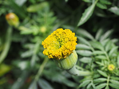 Marigold, bud, marigolds, tyrkisk nellik, død blomst, sommerblomst, balkong blomst
