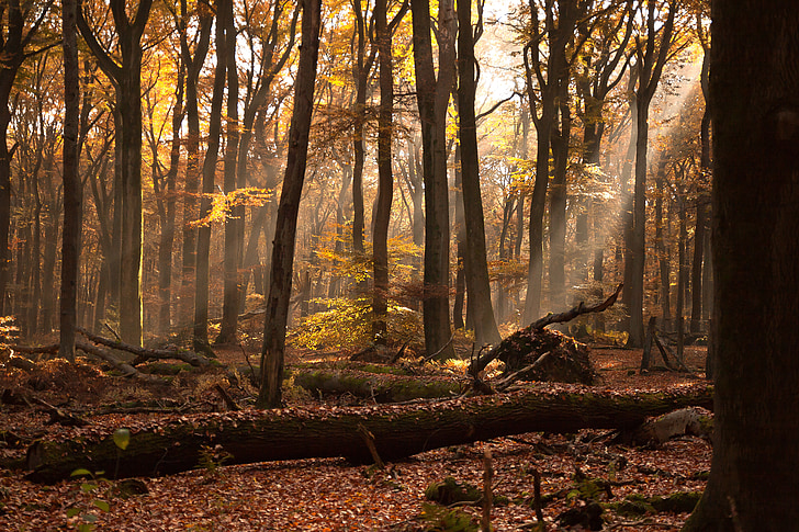 Les, mlha, sluneční světlo, podzim, podzimní nálada, Příroda, stromy