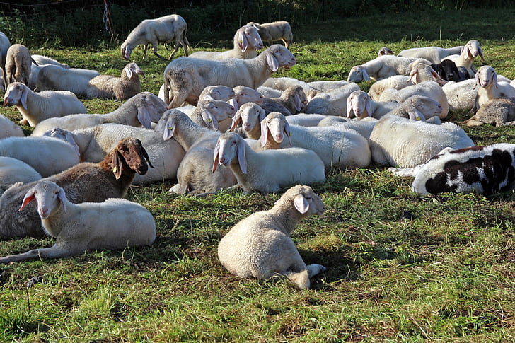 pasto, rebanho de ovelhas, rebanho, ovelhas, animal de rebanho, Grupo, juntos
