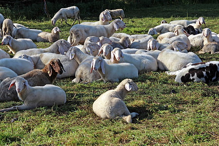 pasture, flock of sheep, flock, sheep, herd animal, group, together