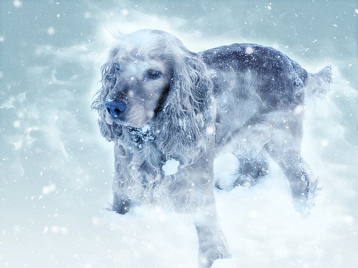 куче, кокер шпаньол, зимни, сняг вали, студено, бозайник, домашен любимец