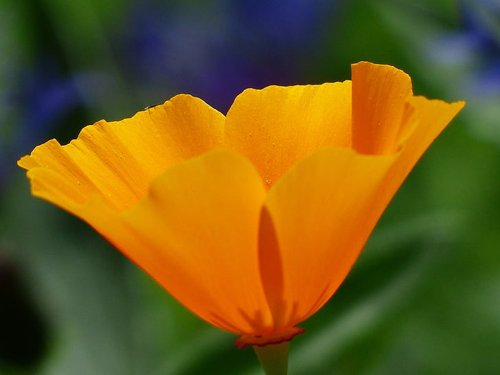 eschscholzia californica, vlčí mák, květ, Bloom, závod, oranžová, světlé