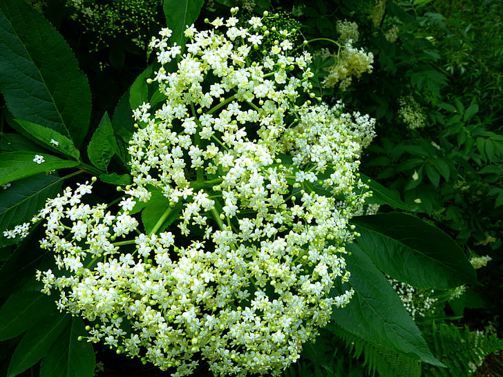 svart hyllebær, elderflower, gren, hvit, inflorescences, eldste, sambucus