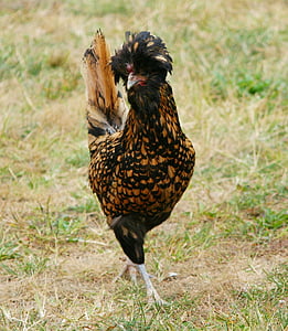 Πολωνικά κοτόπουλο, Houdan, κέρατο χτένα, πόμολο φτερό, όρνιθα, κόκορας, πουλί