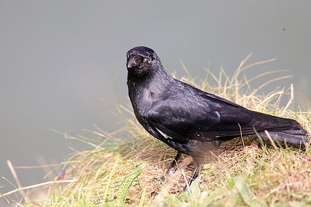 jackdaw, blackbird, bird, animal, nature, crow, wild