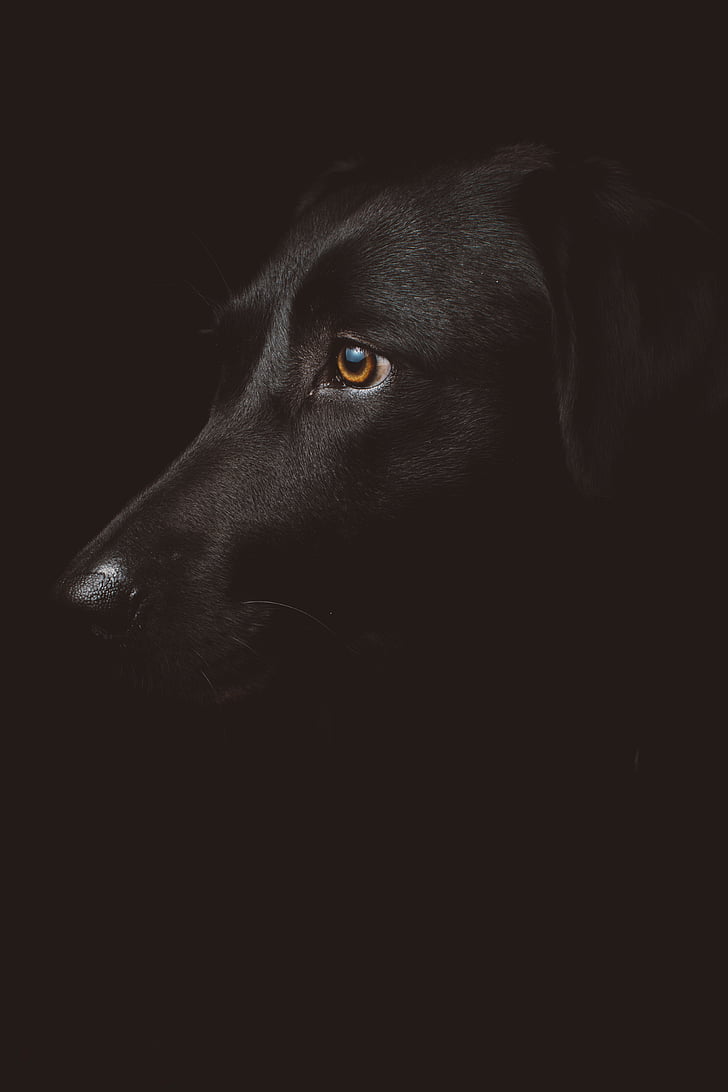 negro, Labrador, Retriever, perro, oscuro, noche, cachorro