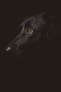 nero, Labrador, Retriever, cane, scuro, notte, cucciolo