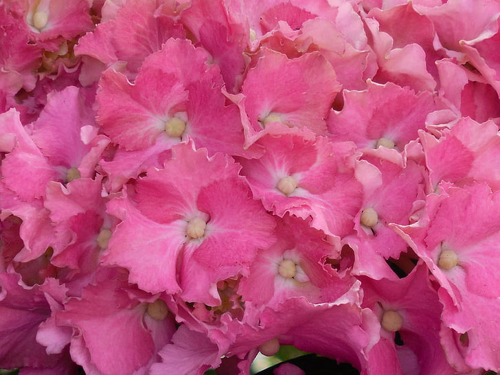 hydrangea, bloom, flower, blossom, nature, plant, floral
