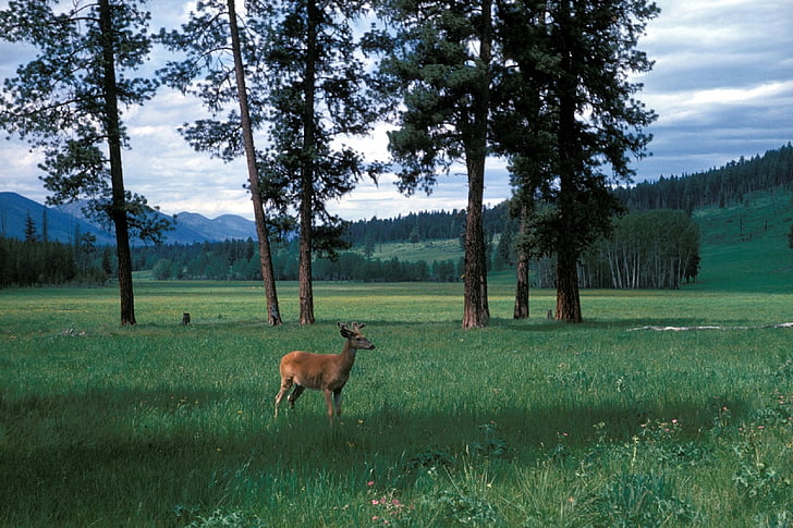 meadow, deer, mountains, wildlife, nature, landscape, scenic