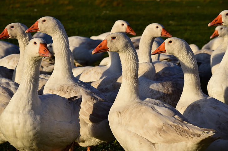geese, geese schaar, house geese, white, goose meadow, poultry, animal