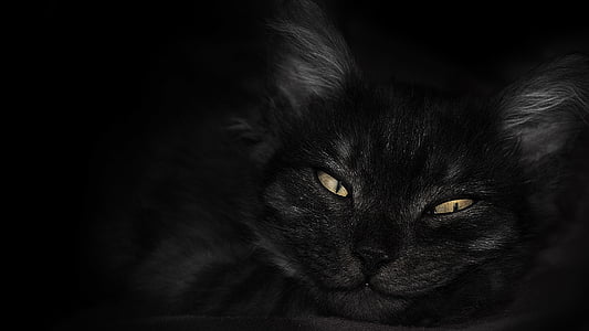 Kitty, fond d’écran, animal, animal de compagnie, noir, yeux, regarder la caméra