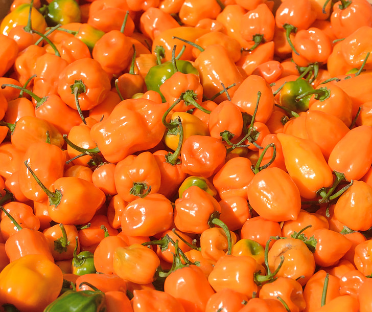 peberfrugter, vegetabilsk, landbrug, haven, orange, producere