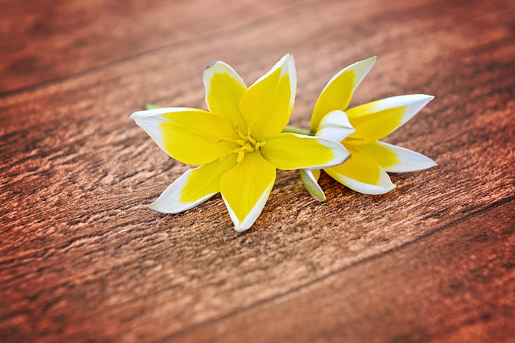 flores, tulipas Star, pequenas estrelas tulipas, amarelo-branco, flores da Primavera, madeira, fechar