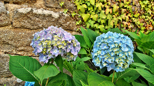 Hortenzija, gėlė, Bretanė, mėlynos spalvos žiedlapiai, violetinės spalvos žiedlapiai