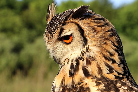 hornugle, owl, evening, bird, bird of prey, one animal, animal wildlife